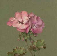 Geraniums in Colored Pencils E-Packet