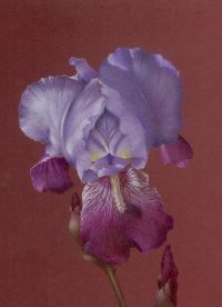 Julie's Iris - Colored Pencil Epacket
