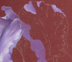 first stage photo of top iris petal