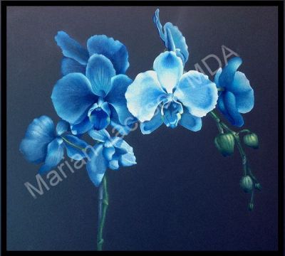 Blue Orchids Colored Pencil  Tutorial
