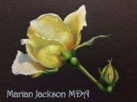 Yellow Rose Recorded Video