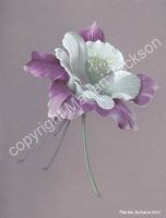 FREE! Columbine Colored Pencil Tutorial