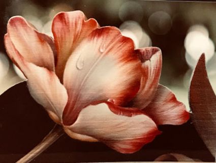 Dutch Treat by Peggy Stogdill