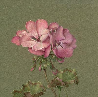 Geraniums Colored Pencil Tutorial