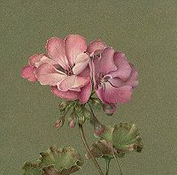 Geraniums Colored Pencil Tutorial