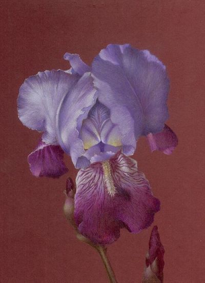 Julie's Iris Colored Pencil  Tutorial