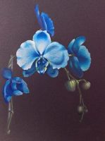 "Blue Orchids Abbreviated" Recorded Video