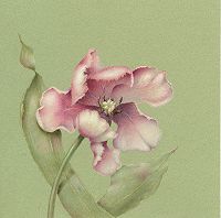 Tulip Colored Pencil  Tutorial