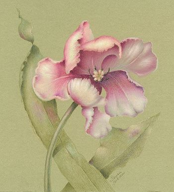 Tulip Colored Pencil  Tutorial