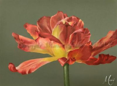 Golden Glow Tulip Tutorial
