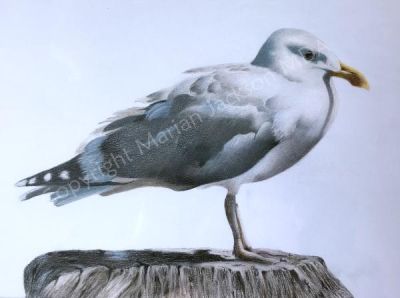 The Watcher Tutorial