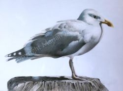 The Watcher Tutorial