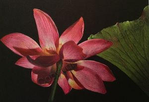 Waterlily Colored Pencil Tutorial