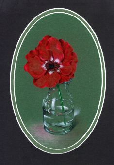 FREE Windflower Colored Pencil  Tutorial